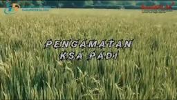 Pengamatan KSA Padi